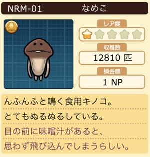 なめこ栽培キット なめこ