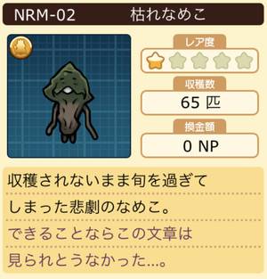 なめこ栽培キット 枯れなめこ