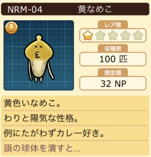 なめこ栽培キット 黄なめこ